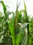 Â 

Corn tassel sway in the late summer breeze. Green corn field